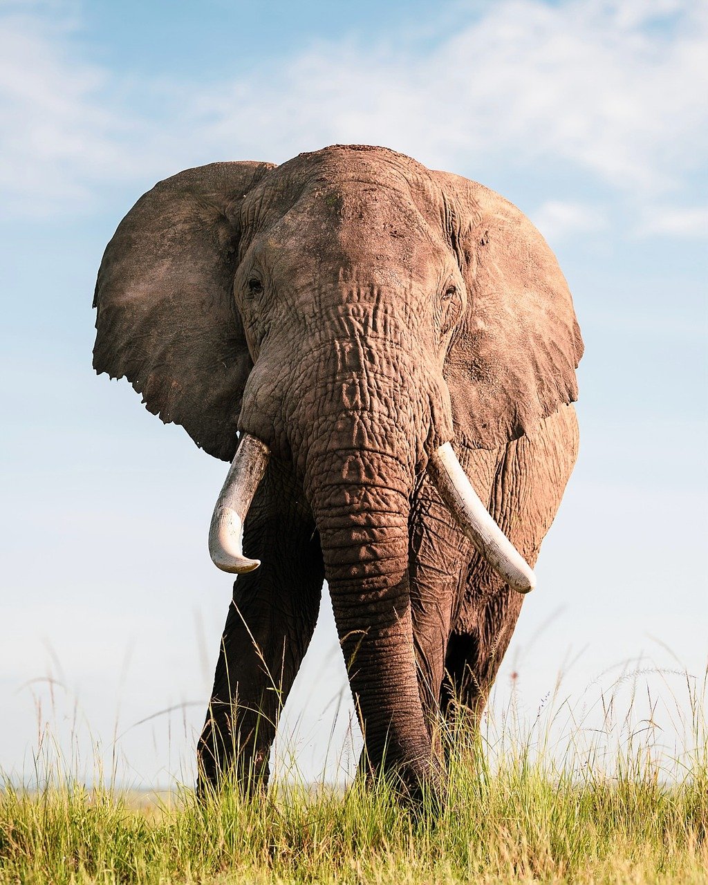 découvrez comment organiser un safari en afrique à petit budget, avec des conseils pour économiser tout en profitant pleinement de la faune et des paysages exceptionnels.