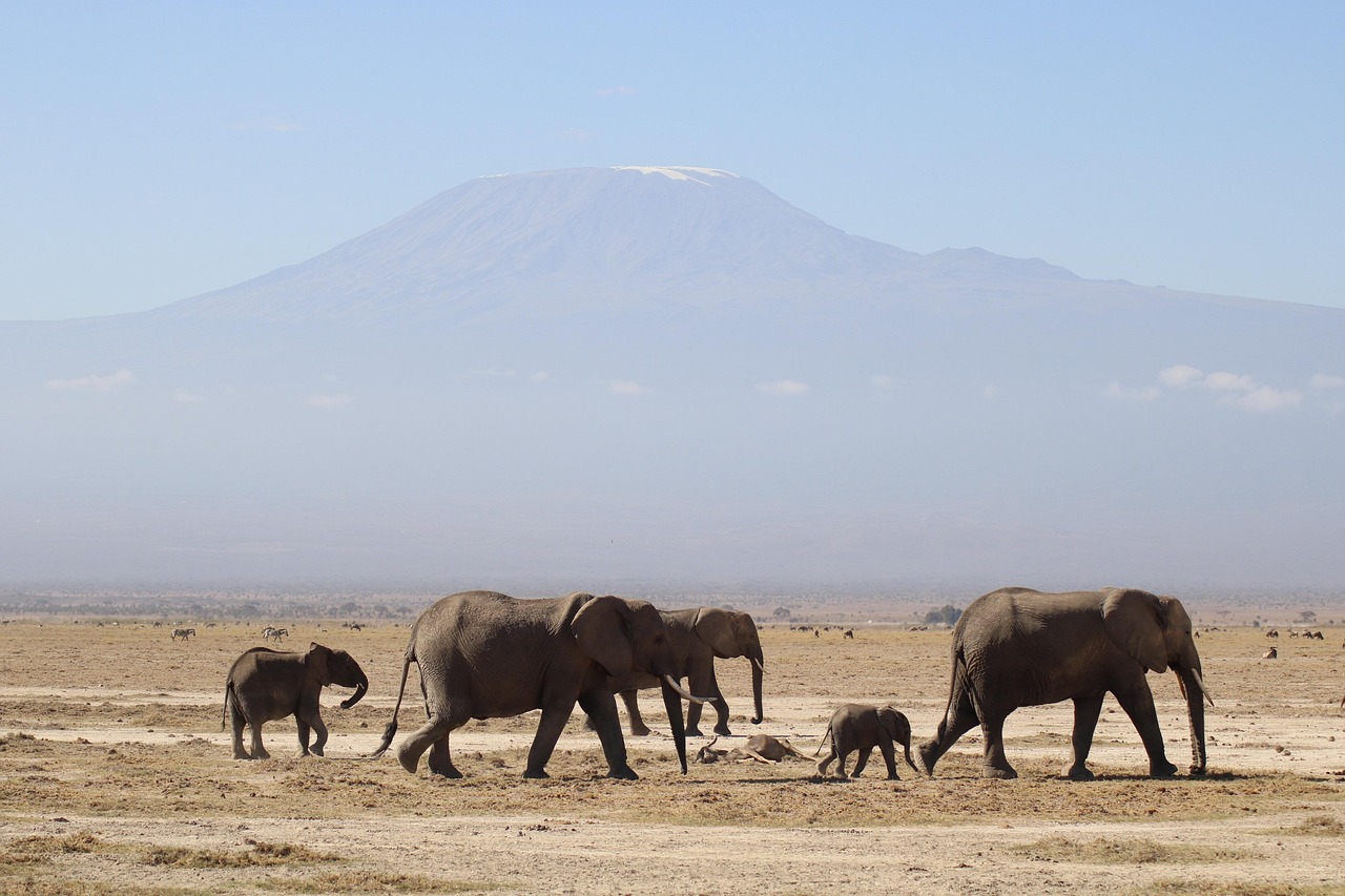 découvrez comment organiser un safari en afrique avec un budget limité, en profitant des meilleures expériences naturelles sans vous ruiner.