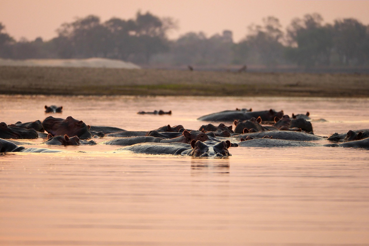 découvrez comment organiser un safari en afrique à petit budget tout en profitant d'aventures inoubliables et d'une faune exceptionnelle.