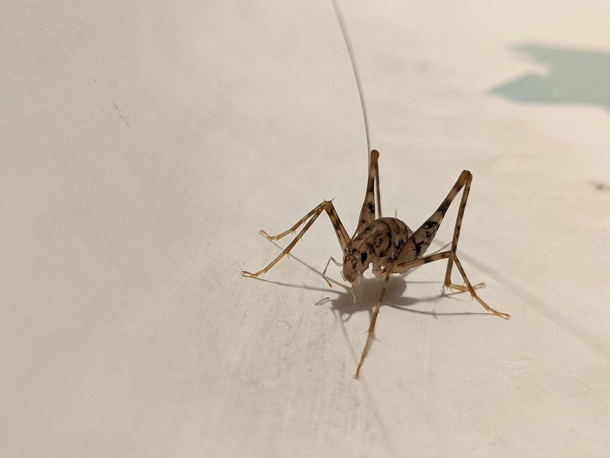 Manger des insectes : simple curiosité ou vraie expérience culinaire ?