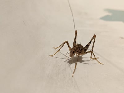 Manger des insectes : simple curiosité ou vraie expérience culinaire ?