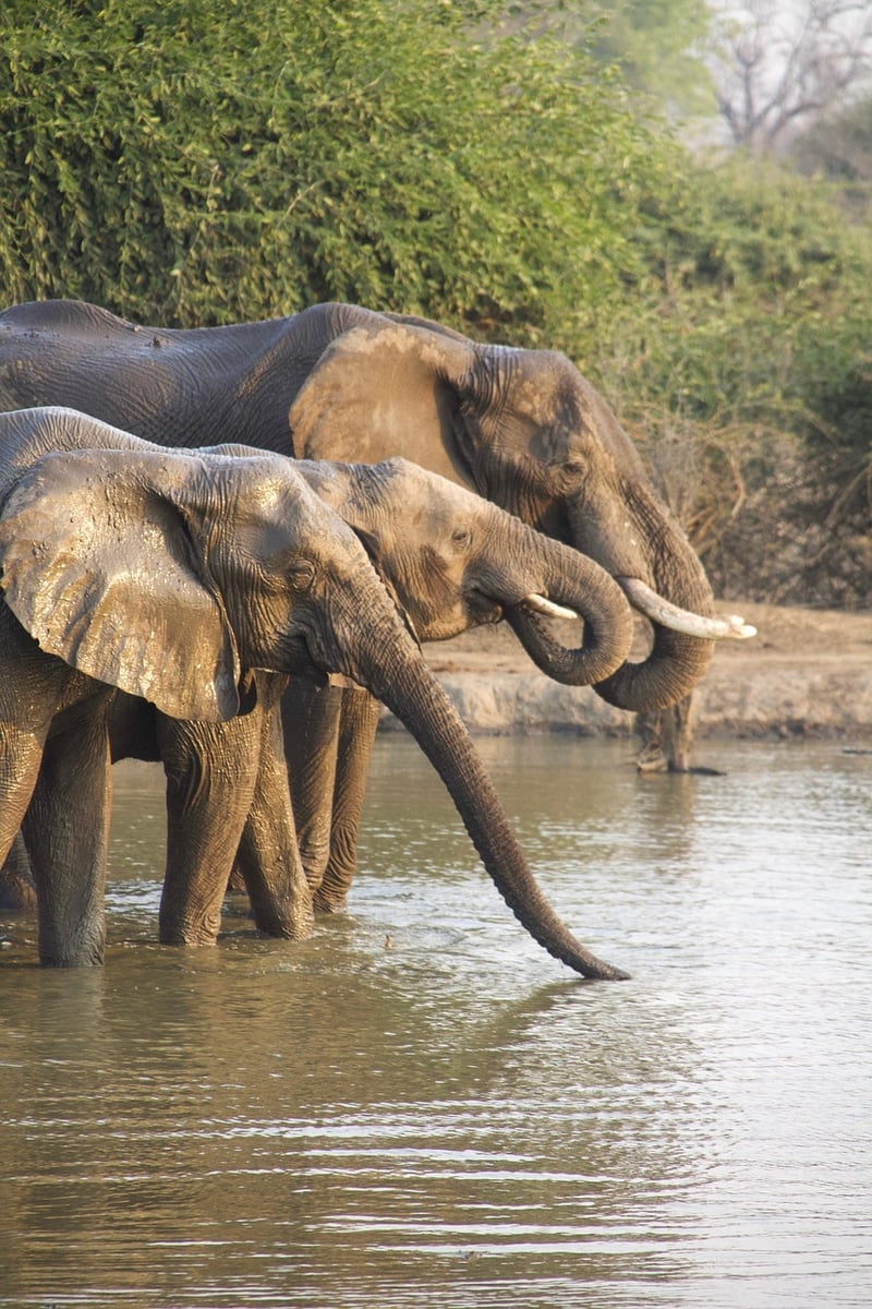 Safari en Afrique à petit budget : astuces et destinations économiques pour 2025